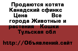 Продаются котята Канадский сфинкс › Цена ­ 15 000 - Все города Животные и растения » Кошки   . Тульская обл.